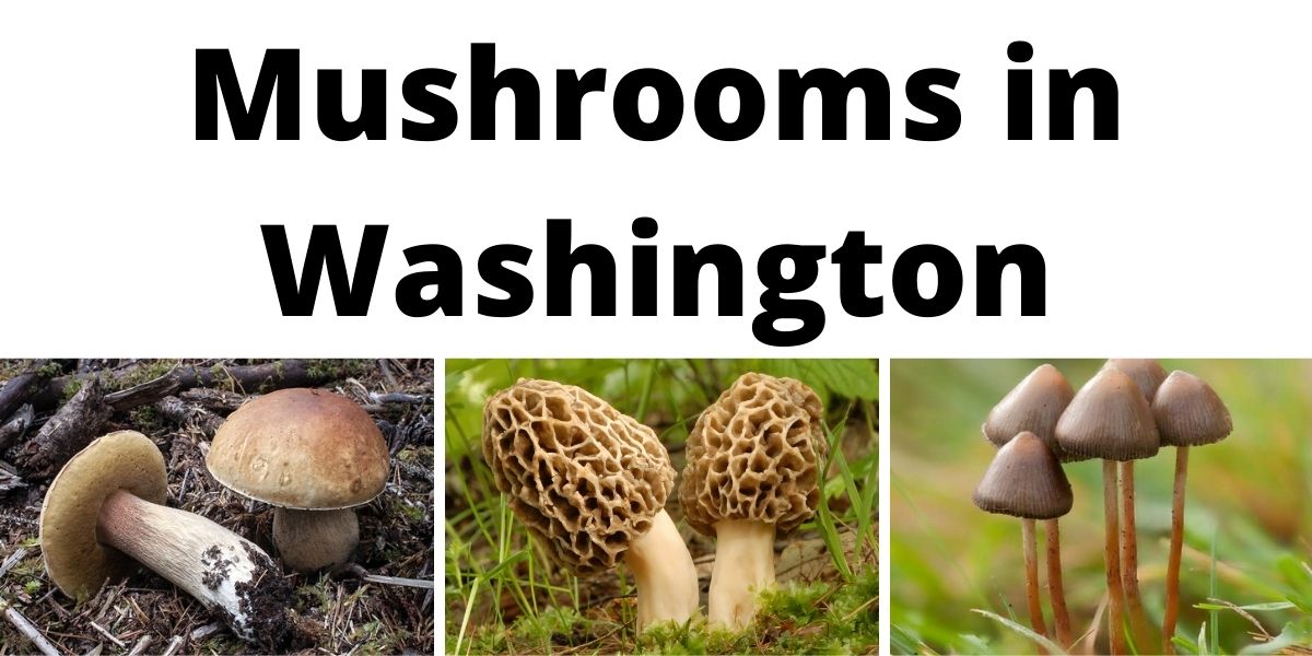 Mushrooms in Washington