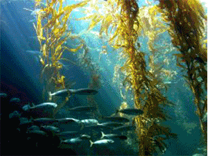 Ocean scenes, kelp, waves, scuba diver, caves.